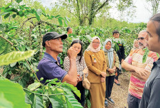 Harga Kopi Lahat Tetap Bertahan Tinggi, Produksi Kopi Diprediksi Bakal Tetap Stabil