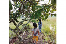 Kulit Masih Kuning, Rasa Sudah Manis