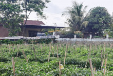 Hasilkan Cuan dari Berkebun Cabai, Berawal dari Tempat Sampah 