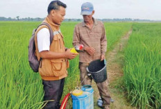 Gerakan Pengendalian Hama Penggerek Batang Padi di Ogan Ilir Tekan Risiko Gagal Panen