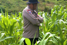 Jagung Diserang Ulat, Petani Terpaksa Tambah Biaya Pengeluaran