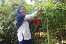 Warga Kayuagung Panen Oyong dan Pepaya Melimpah