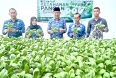 Rutan Kelas IIB Prabumulih Panen Pakcoy, Program Ketahanan Pangan Terus Dikembangkan