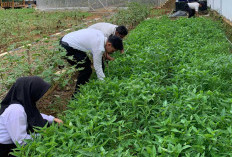 Dukung Program Ketahanan Pangan, Ini yang Dilakukan Rutan Kelas I Palembang 