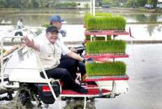  Antisipasi Ancaman El Nino, Sawah di Sumsel Dikebut Tanam Serentak