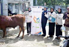 PT KAI Divre III Palembang Salurkan 30 Ekor Sapi untuk Kurban di Enam Daerah di Sumsel 