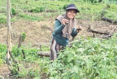 Mesti tak Luas, Tapi Mampu Bantu Kebutuhan Dapur