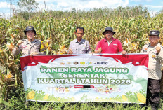 Jadi Sumber Penghasilan, Topang Kebutuhan Pangan, Panen 4 Ton Jagung Pipil