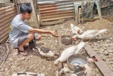 Sukses Beternak Bebek di Pekarangan, Warga Muara Enim Manfaatkan Pakan Sisa Makanan