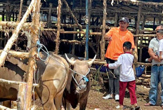 Antisipasi Penyebaran PMK, Imbau Masyarakat Teliti Beli Hewan Kurban 