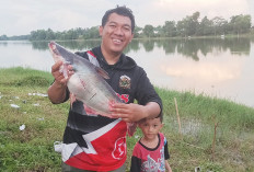 Strike Patin Babon 3 Kg Peserta Penasaran Lomba Mancing Sumeks, Direktur JSC: Boleh Mancing Lagi, Hati-Hati
