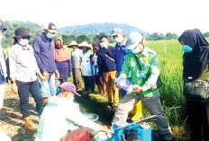 Serangan Penyakit Blas Ancam Panen Padi di Musi Rawas, Petani Lakukan Pengendalian Terpadu