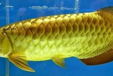 Yuk, Eksplorasi Keindahan Ikan Arwana: Mengenal Jenis-Jenis dan Keunikan Warna!