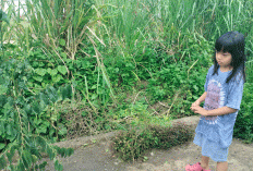 Irit Biaya, Bermanfaat untuk Kesehatan