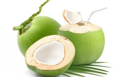 10 Manfaat Dogan (Kelapa Muda) untuk Kebugaran dan Kesehatan Tubuh yang Sayang Dilewatkan