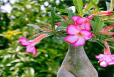 Tak Banyak yang Tahu, Selain Tampilannya Indah Ternyata Bunga Kamboja 9 Memiliki Manfaat untuk Kesehatan
