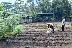 Bhabinkamtibmas Polsek Lembak Dampingi Program Ketahanan Pangan di Desa Lembak Muara Enim