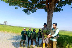Petani Ogan Ilir Mulai Tanam Padi IP 300, Targetkan Tiga Kali Panen Setahun