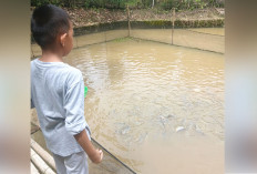 Budidaya Ikan Patin di Gunung Kembang, Nilai Jual Tambah Penghasilan