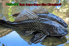 Heboh! Ikan Sapu-Sapu Bisa Dimakan? Ini Fakta Bahaya dan Risikonya