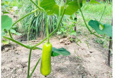 Rutin Cek Kebun, Cegah Serangan Kera