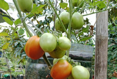 Tips Praktis Menanam Tomat di Halaman Rumah