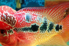Makna Budaya di Balik Corak China Ikan Louhan: Karya Seni Alam yang Mengagumkan