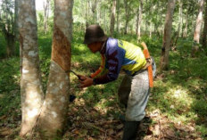 Harga Getah Karet Naik Rp15 Ribu per Kilogram, Petani di Muratara Bersorak Gembira