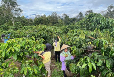 Dibalik Kemakmuran dan Kesejahteraan Petani Kopi Tebat Benawa Pagaralam