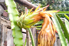 Manfaatkan Dinding Rumah, Warga Kayuagung Tanam Buah Naga