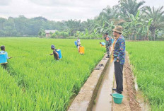 Kendalikan OPT Pakai Pestisida Nabati