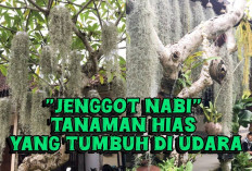 Jenggot Nabi, Pilihan Tepat untuk Pemula Pecinta Tanaman Hias, Simak Cara Merawatnya