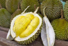 BERBAHAYA! 6 Makanan Ini Tidak Boleh Bersua dengan Si Raja Buah, Durian