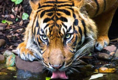 Krisis Habitat Harimau Sumatera di Sumsel, Perlu Solusi Efektif Cegah Konflik Manusia-Satwa