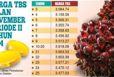 Bisa Tembus Rp4 Ribu per Kilogram, Harga TBS Sawit Capai Rp3.618 