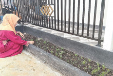 Halaman Depan Rumah Jadi Kebun Mini