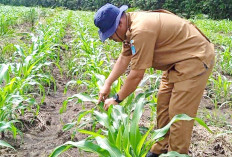 Basmi Ulat Jagung Pakai Tembakau dan Bawang Putih, Ini Caranya
