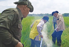 Lakukan Empat Cara Kendalikan Tikus Sawah 
