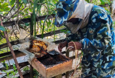 Dorong Ekonomi Hijau, Pertamina Patra Niaga Kembangkan Budidaya Lebah Trigona di OKU