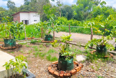 Lahan Sempit, Terapkan Teknik Tabulampot