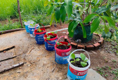 Hemat Belanja Dapur, Hasil Terjamin, Tanam Terong di Ember Bekas Cat