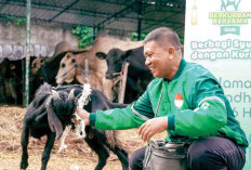 Bentuk Apresiasi Grab dalam Semarak Iduladha, Bagikan Ratusan Ekor Kambing ke Mitra Pengemudi 