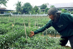 Lahan Bekas Tempat Sampah di Lubuklinggau Disulap Jadi Kebun Cabai Menghasilkan Cuan