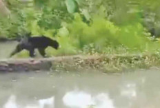 Beruang Madu Muncul, Warga Petaling Waswas 