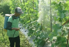 Begini  Cara Kerja Fungisida Sistemik, Petani Harus Tahu Nih