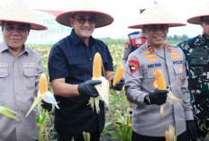 Kapolda Sumsel Bagikan Pupuk Organik Presisi bagi Kelompok Tani di Panen Raya Jagung Serentak Kuartal IV 