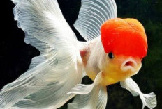 Keindahan Ikan Mas Koki: Antara Mitos yang Menyesatkan dan Fakta yang Sebenarnya!