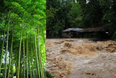 Punya Sistem Akar yang Dalam dan Menyebar, 9 Tanaman Ini Ampuh Cegah Banjir dan Longsor