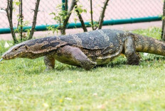 Bahaya Biawak di Lingkungan Sekitar: Kenali Ancaman dan Cara Mencegahnya Agar Tetap Aman