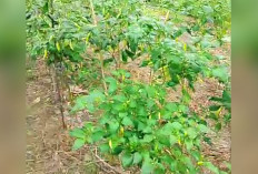 Lahan Tak Luas, Hasil Memuaskan, Manfaatkan Pekarangan dengan Menanam Cabai